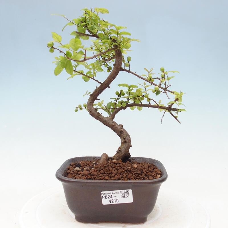 Bonsai wewnętrzne - Sagerécie thea - Sagerécie thea