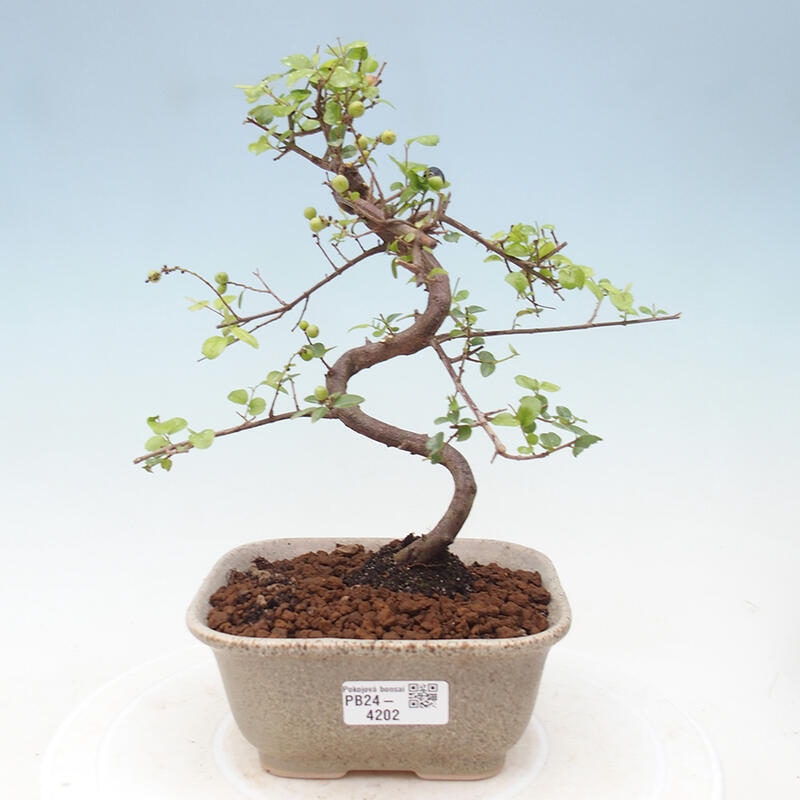 Bonsai wewnętrzne - Sagerécie thea - Sagerécie thea