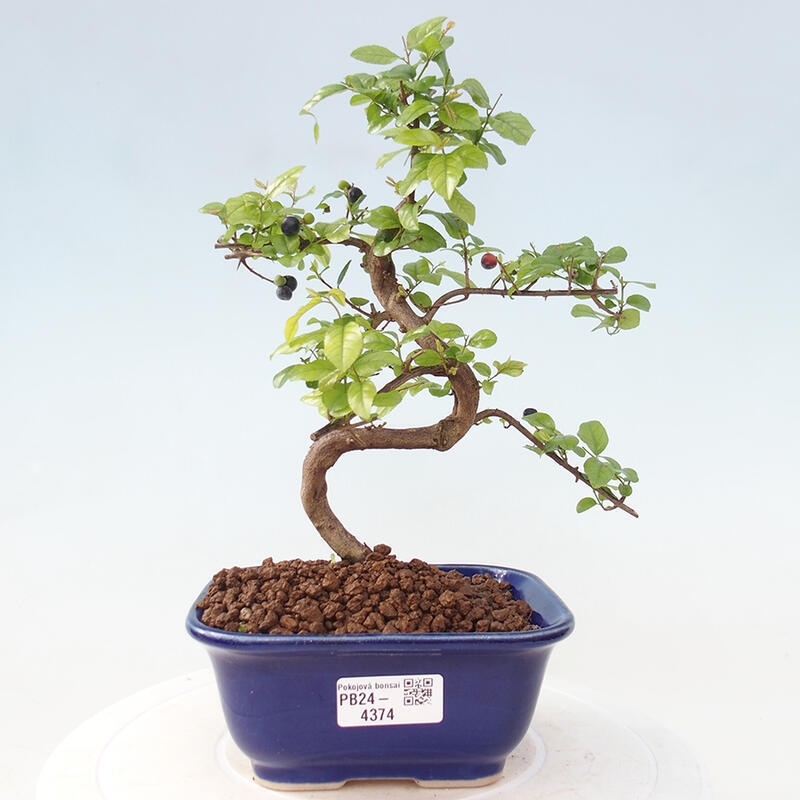 Bonsai wewnętrzne - Sagerécie thea - Sagerécie thea