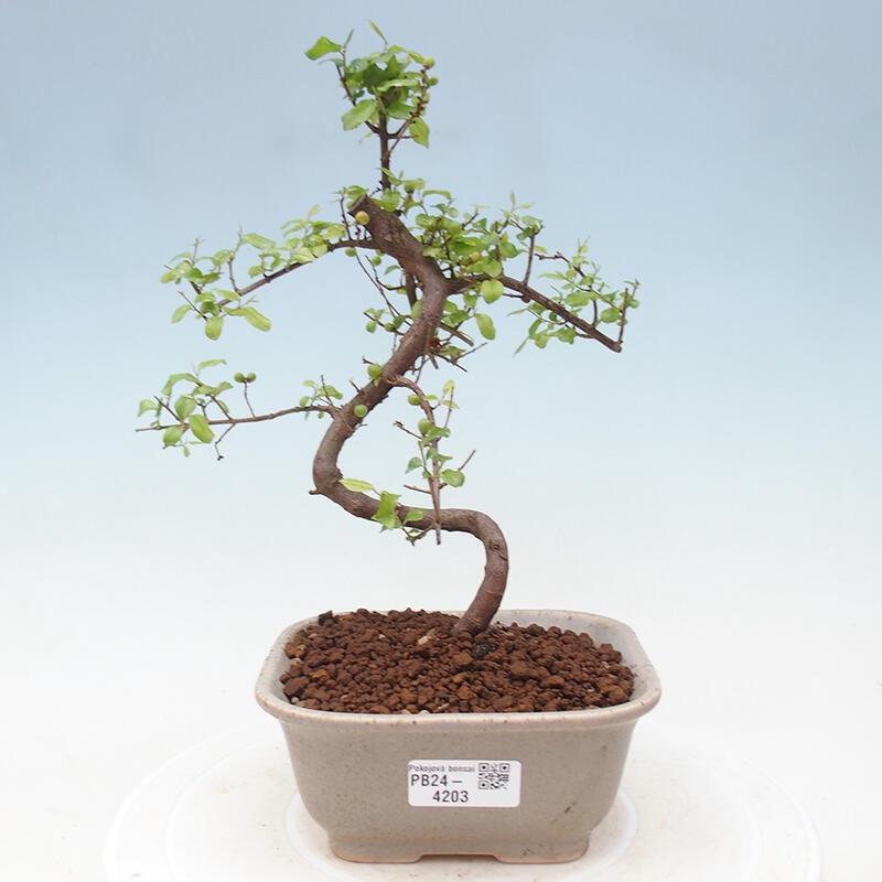 Bonsai wewnętrzne - Sagerécie thea - Sagerécie thea