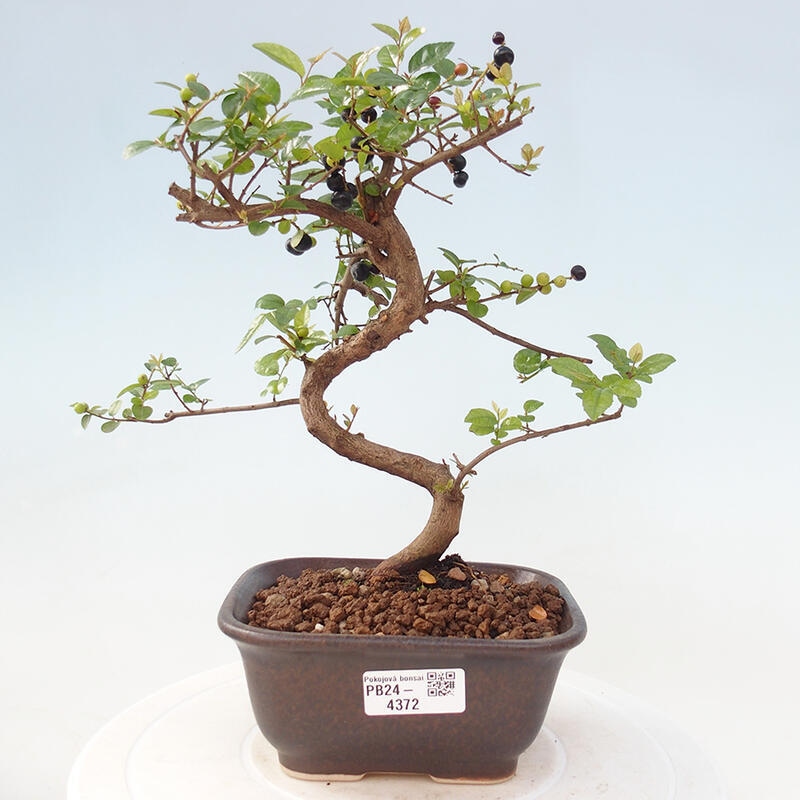 Bonsai wewnętrzne - Sagerécie thea - Sagerécie thea