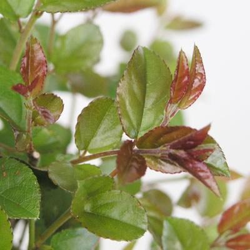 Bonsai wewnętrzne - Sagerécie thea - Sagerécie thea