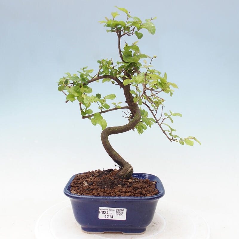 Bonsai wewnętrzne - Sagerécie thea - Sagerécie thea