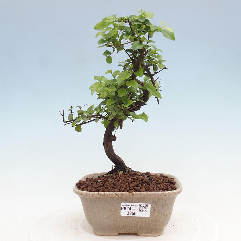 Bonsai wewnętrzne - Sagerécie thea - Sagerécie thea