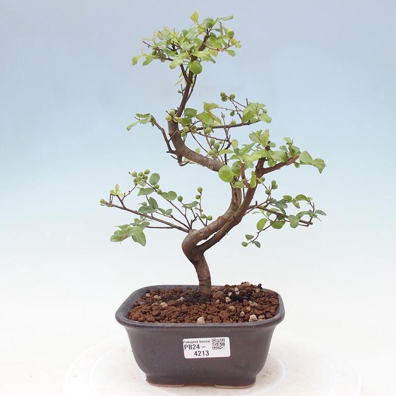 Bonsai wewnętrzne - Sagerécie thea - Sagerécie thea