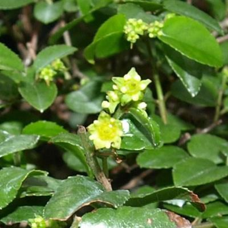 Bonsai wewnętrzne - Sagerécie thea - Sagerécie thea