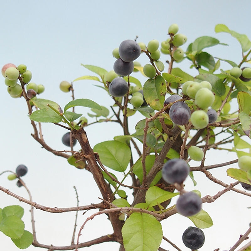 Bonsai wewnętrzne - Sagerécie thea - Sagerécie thea