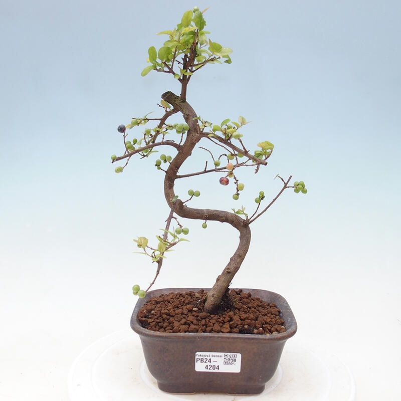 Bonsai wewnętrzne - Sagerécie thea - Sagerécie thea