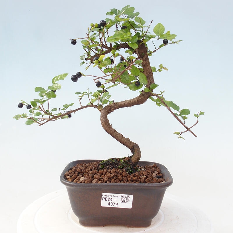 Bonsai wewnętrzne - Sagerécie thea - Sagerécie thea