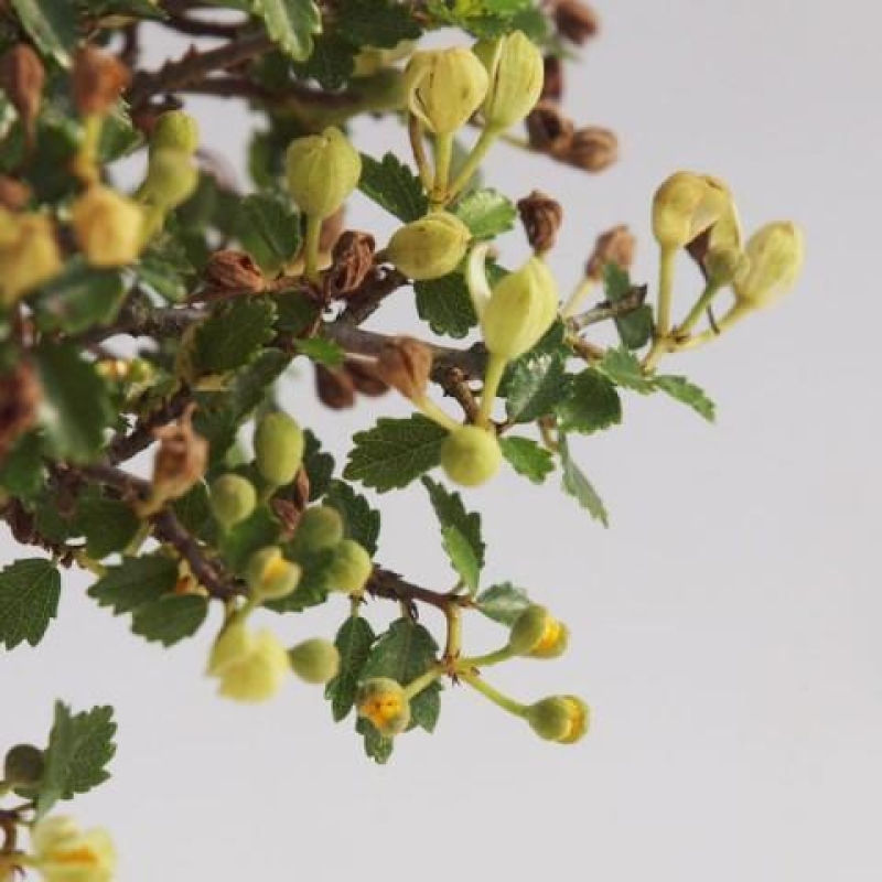 Bonsai wewnętrzne - Ulmus parvifolia - Wiąz drobnolistny