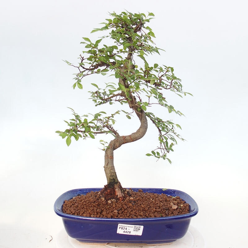 Bonsai wewnętrzne - Ulmus parvifolia - Wiąz drobnolistny