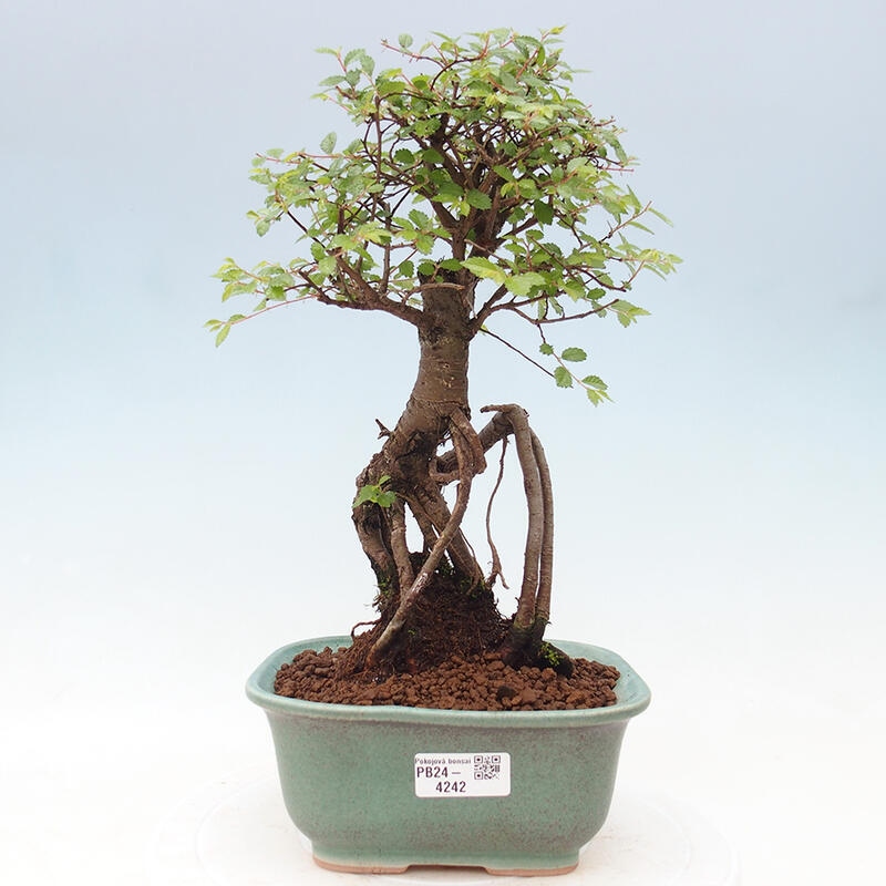 Bonsai wewnętrzne - Ulmus parvifolia - Wiąz drobnolistny