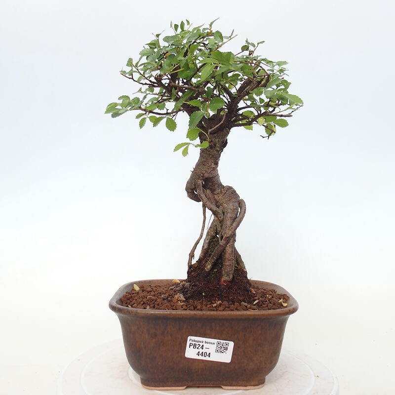 Bonsai wewnętrzne - Ulmus parvifolia - Wiąz drobnolistny