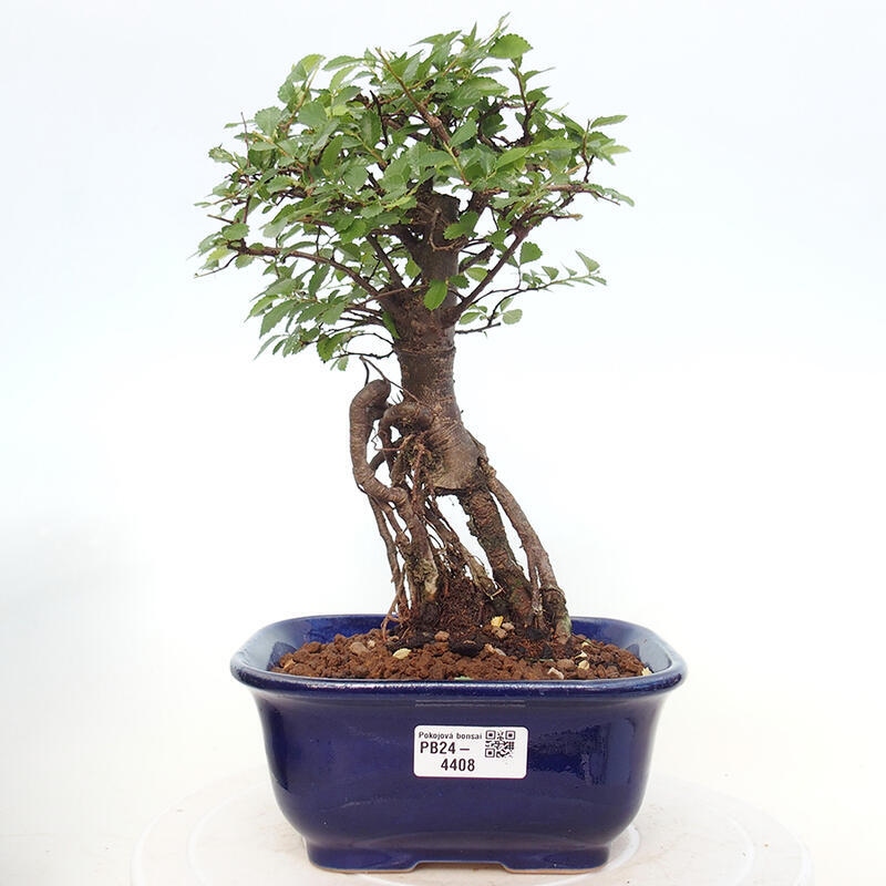 Bonsai wewnętrzne - Ulmus parvifolia - Wiąz drobnolistny