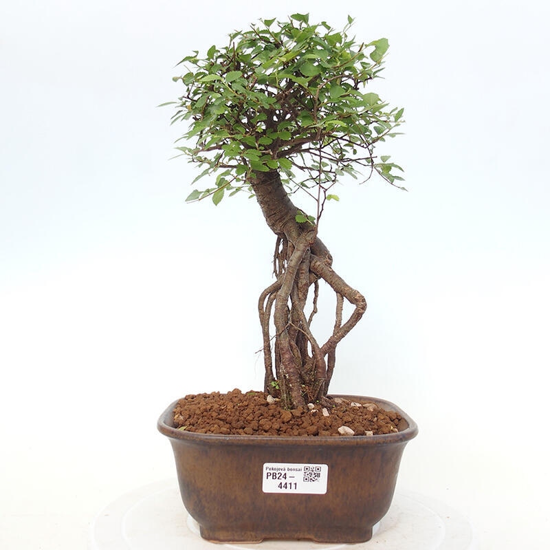 Bonsai wewnętrzne - Ulmus parvifolia - Wiąz drobnolistny