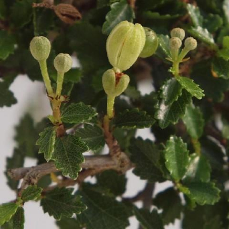 Bonsai wewnętrzne - Ulmus parvifolia - Wiąz drobnolistny