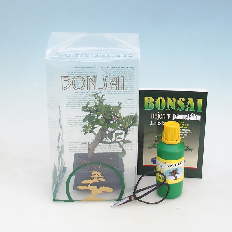 Bonsai do pokoju w pudełku prezentowym