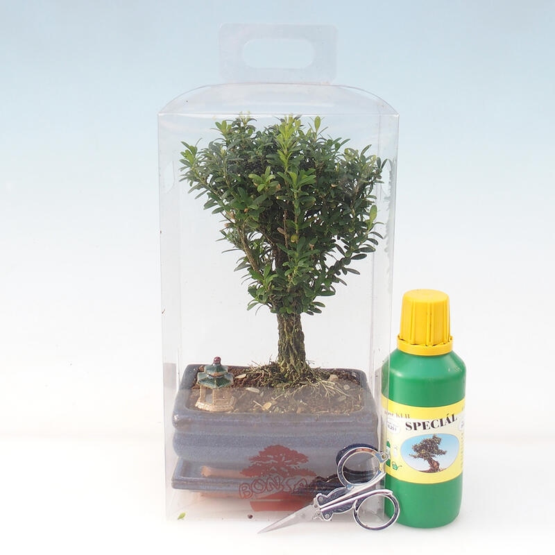 Bonsai do wnętrz w pudełku prezentowym - Cork buxus - Buxus harlandii