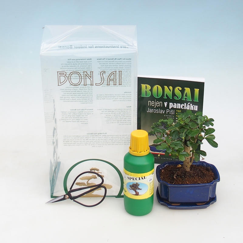 Bonsai do pokoju w pudełku prezentowym