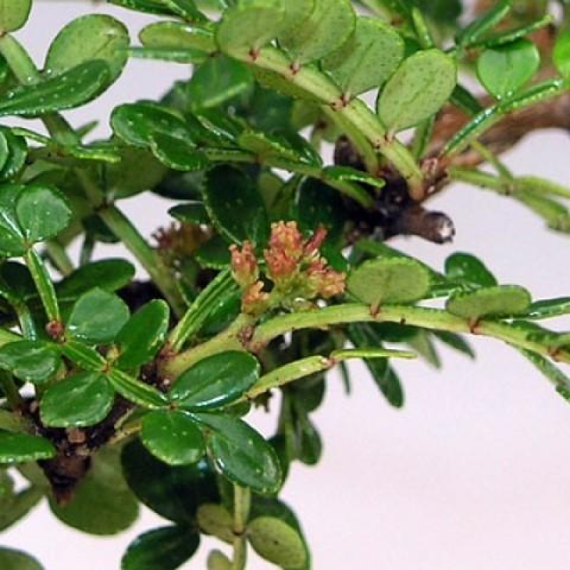 Bonsai do wnętrz - Zantoxylum piperitum - ziarno pieprzu