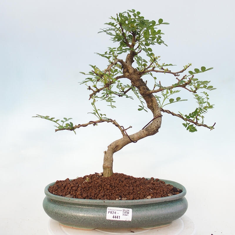 Bonsai do wnętrz - Zantoxylum piperitum - Mięta pieprzowa