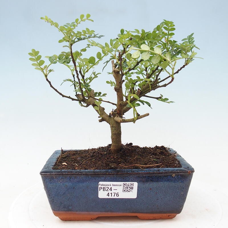 Bonsai do wnętrz - Zantoxylum piperitum - ziarno pieprzu