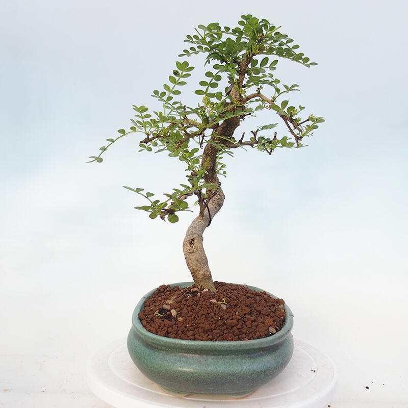 Bonsai do wnętrz - Zantoxylum piperitum - Mięta pieprzowa