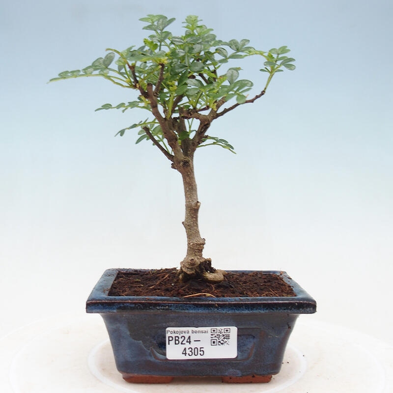 Kryty bonsai - Zantoxylum piperitum - Drzewo pieprzowe