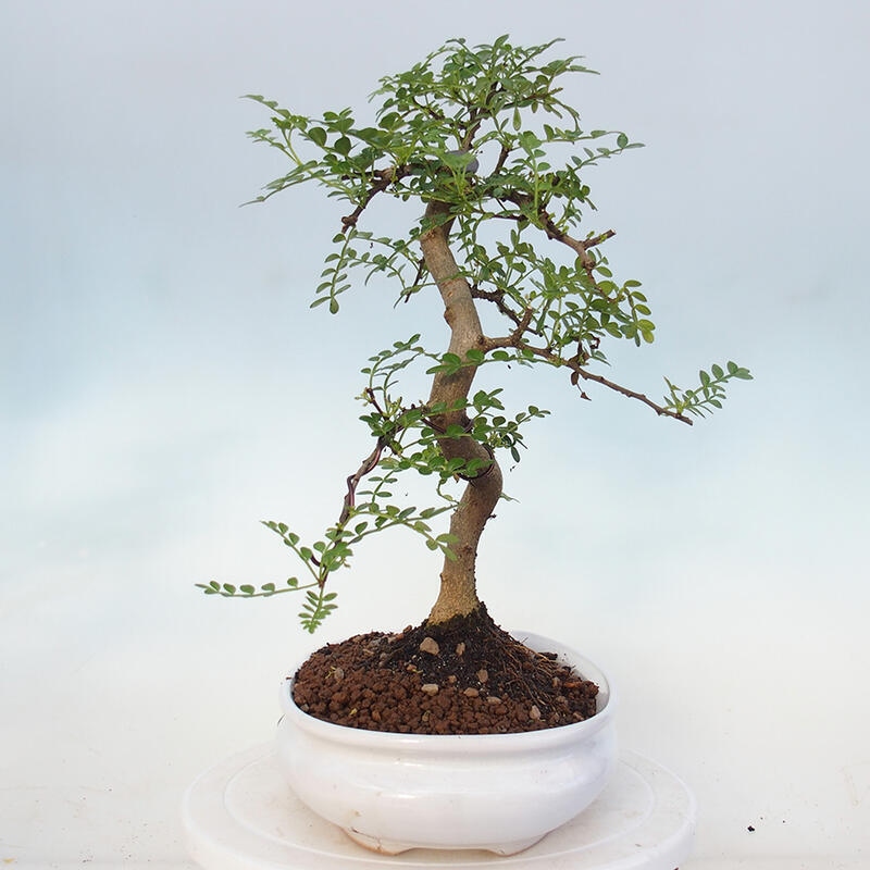 Bonsai do wnętrz - Zantoxylum piperitum - Mięta pieprzowa