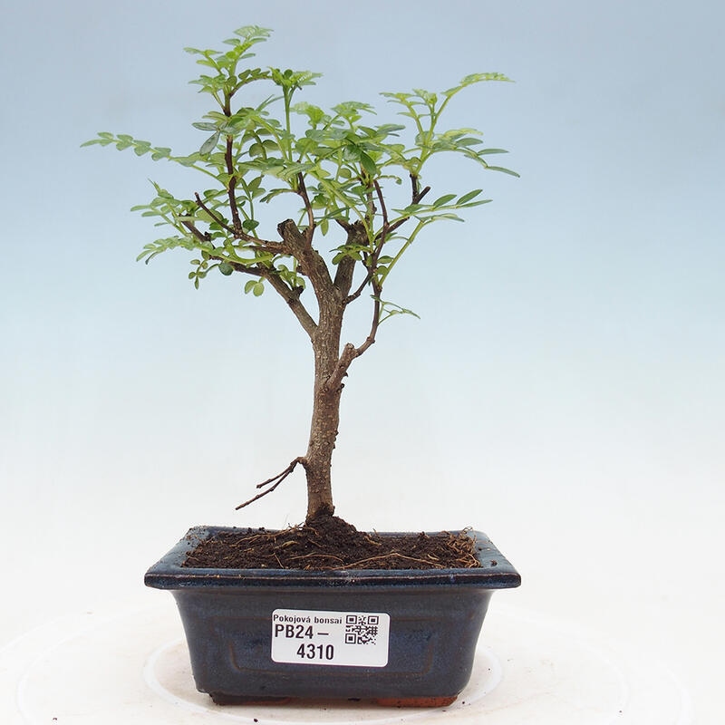 Kryty bonsai - Zantoxylum piperitum - Drzewo pieprzowe