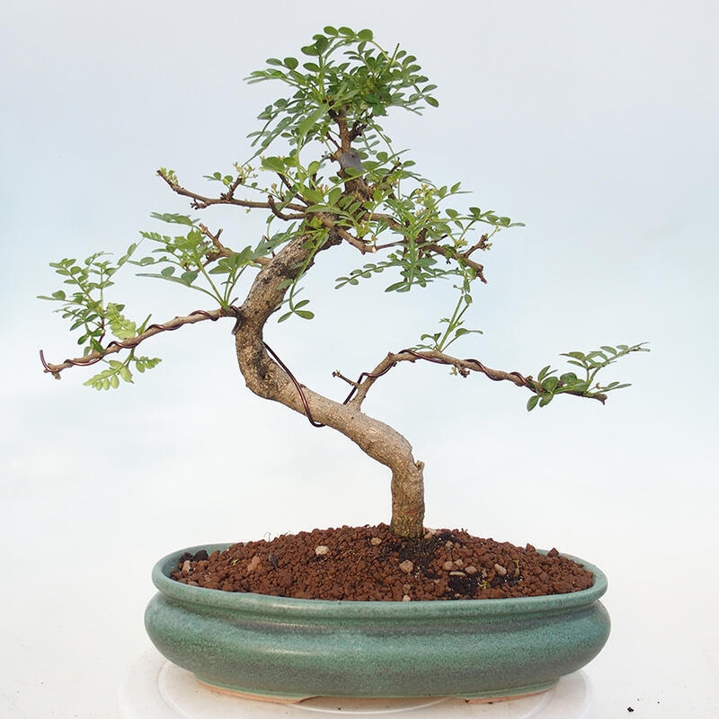 Bonsai do wnętrz - Zantoxylum piperitum - Mięta pieprzowa