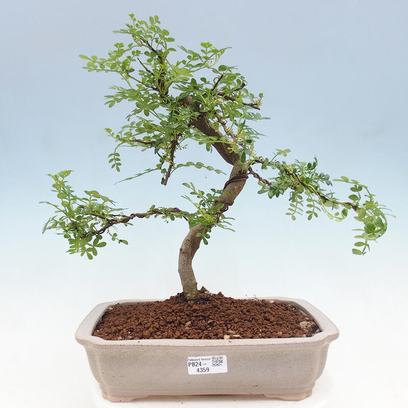 Bonsai do wnętrz - Zantoxylum piperitum - Mięta pieprzowa