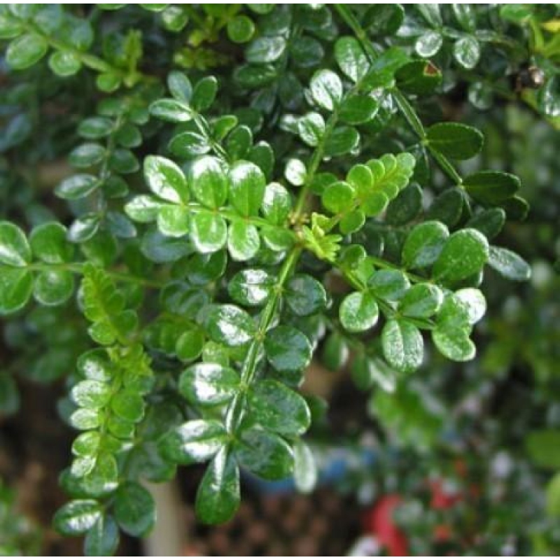 Bonsai wewnętrzne - Zantoxylum piperitum - Drzewo pieprzowe