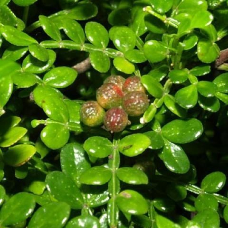 Kryty bonsai - Zantoxylum piperitum - Drzewo pieprzowe