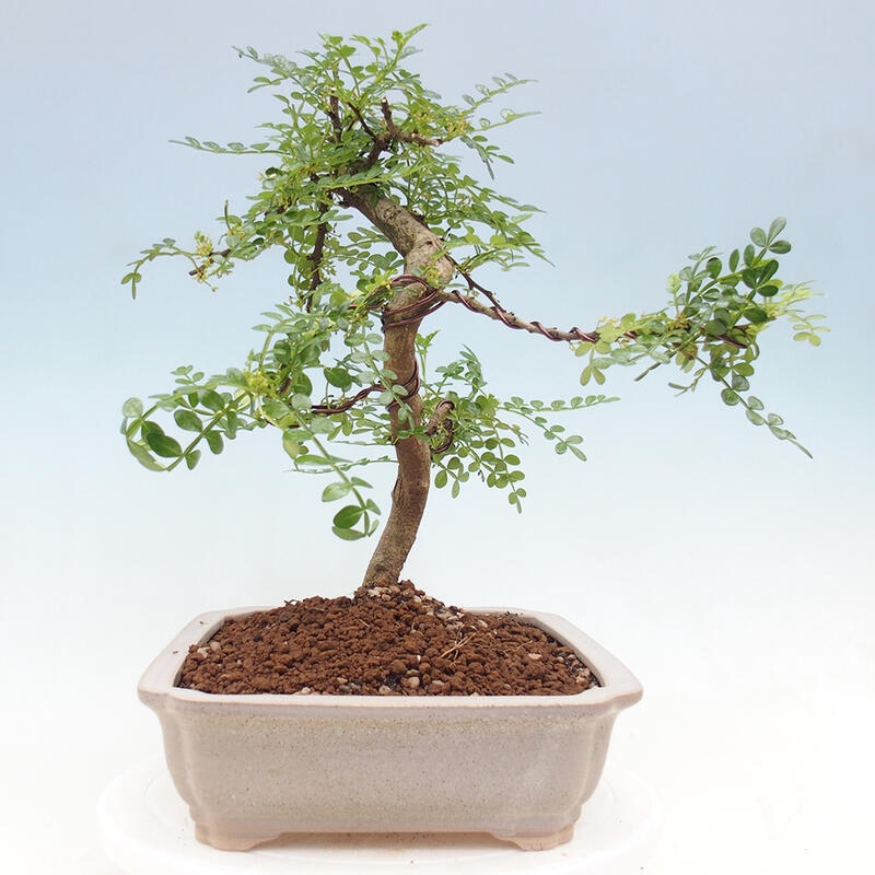 Bonsai do wnętrz - Zantoxylum piperitum - Mięta pieprzowa