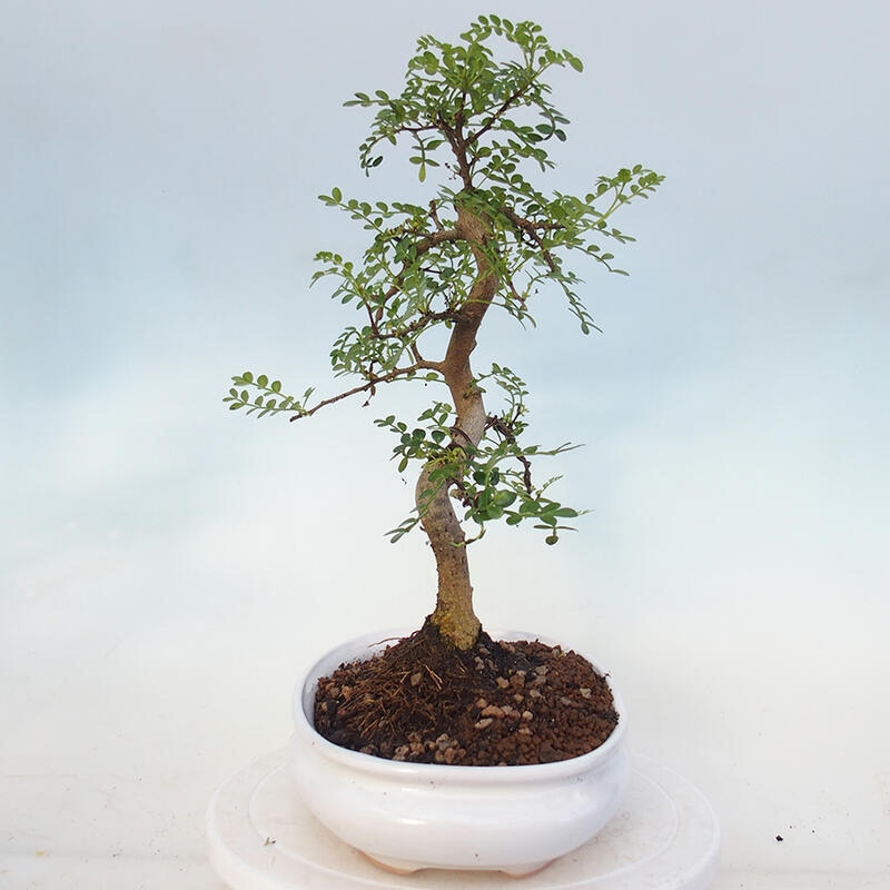 Bonsai do wnętrz - Zantoxylum piperitum - Mięta pieprzowa