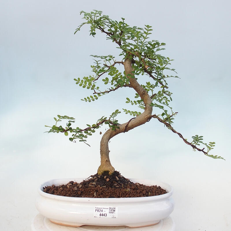 Bonsai do wnętrz - Zantoxylum piperitum - Mięta pieprzowa