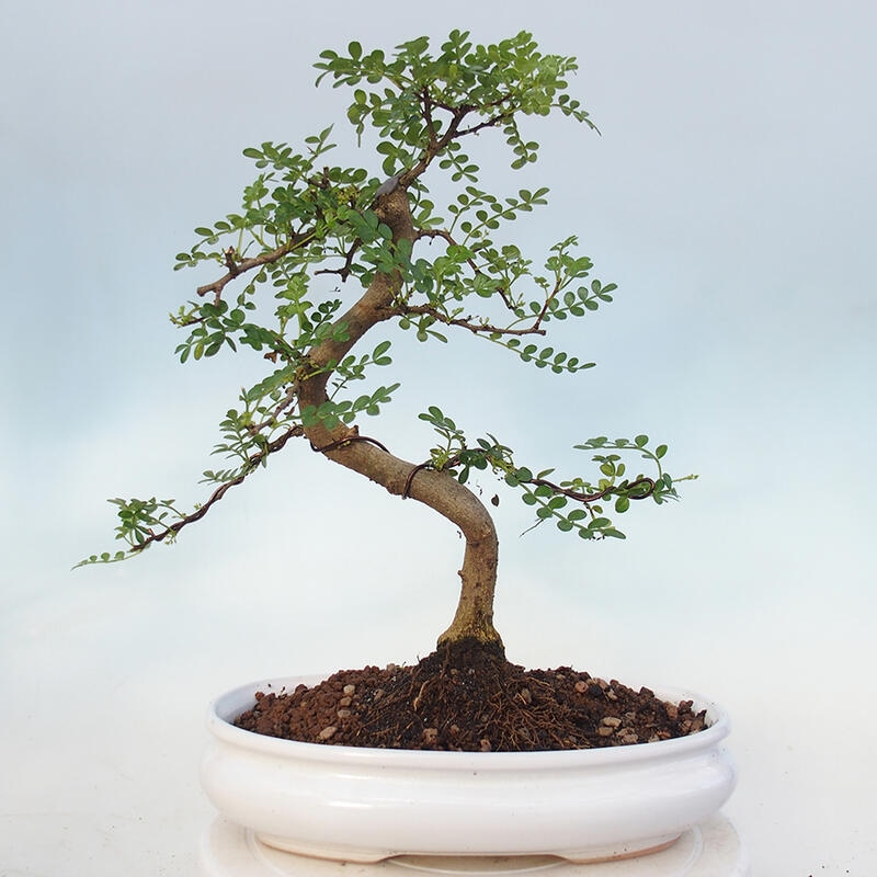 Bonsai do wnętrz - Zantoxylum piperitum - Mięta pieprzowa