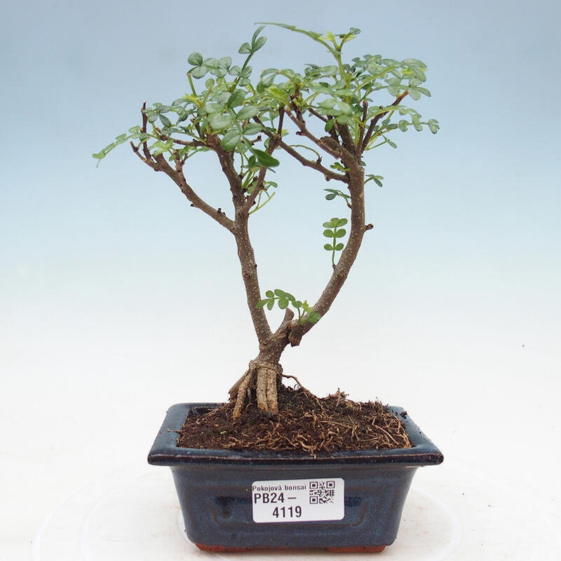 Kryty bonsai - Zantoxylum piperitum - Drzewo pieprzowe