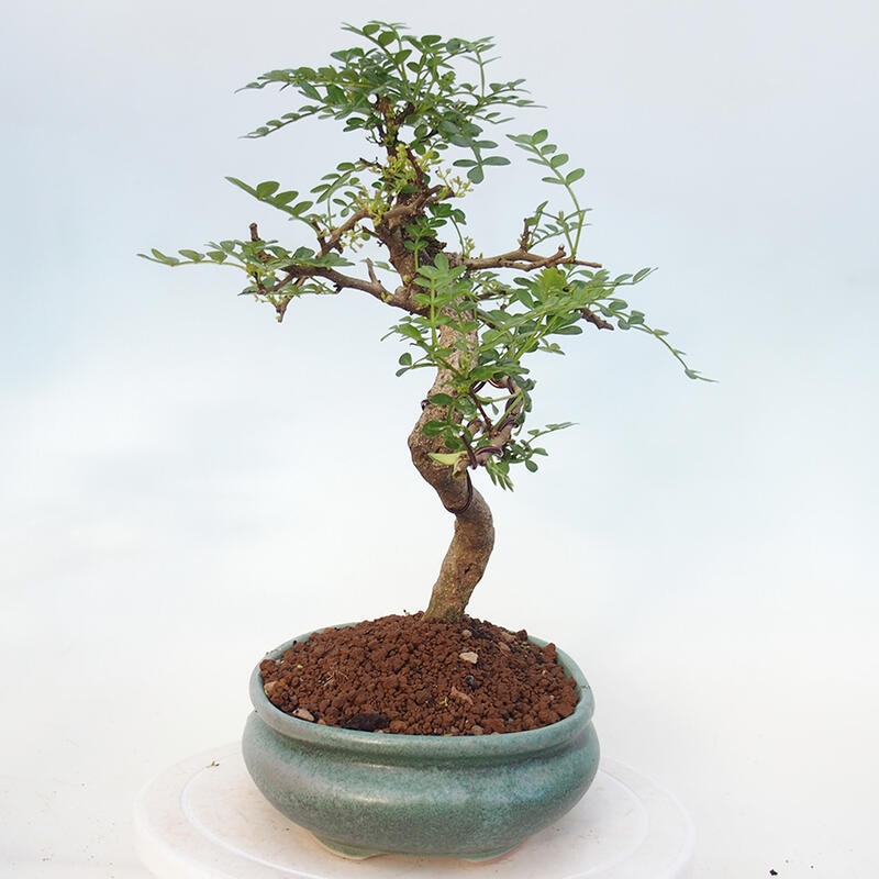 Bonsai do wnętrz - Zantoxylum piperitum - Mięta pieprzowa