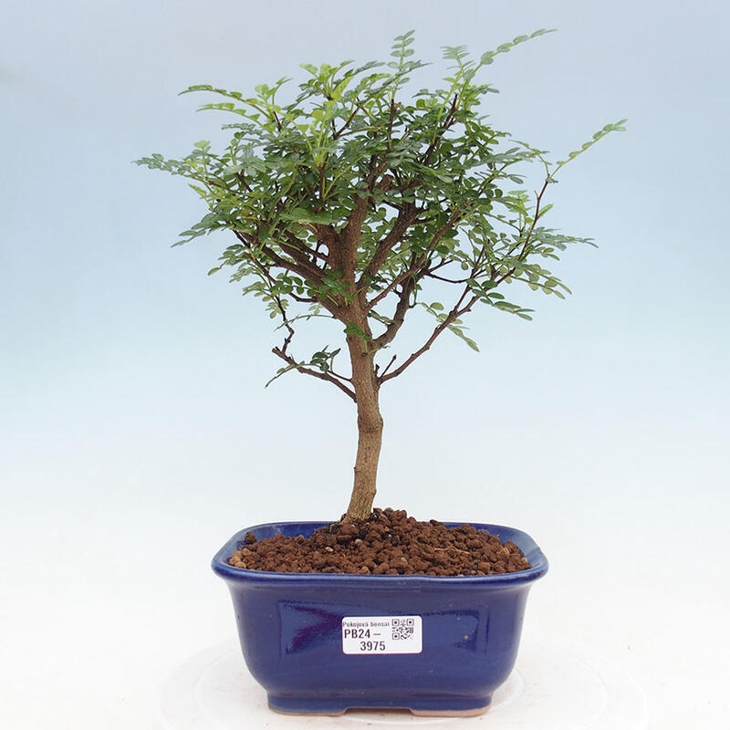 Bonsai wewnętrzne - Zantoxylum piperitum - Drzewo pieprzowe