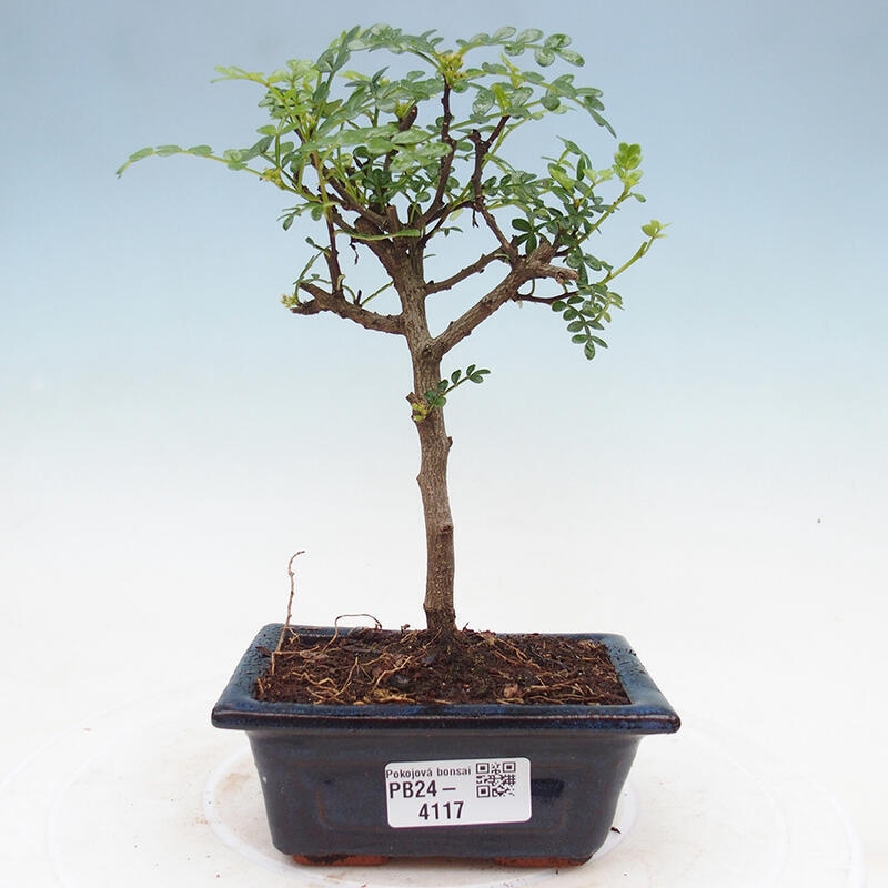 Kryty bonsai - Zantoxylum piperitum - Drzewo pieprzowe