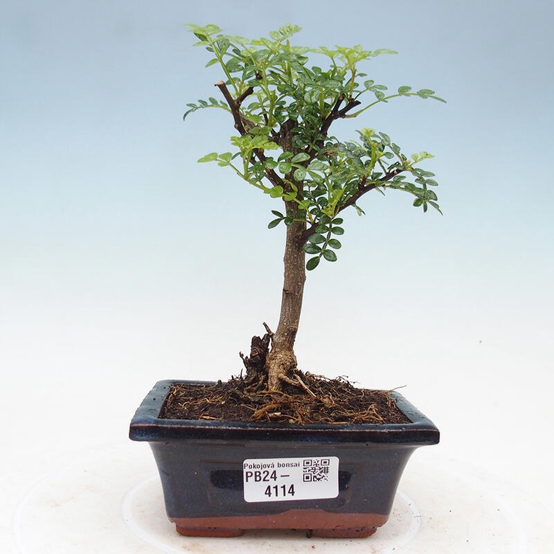 Kryty bonsai - Zantoxylum piperitum - Drzewo pieprzowe