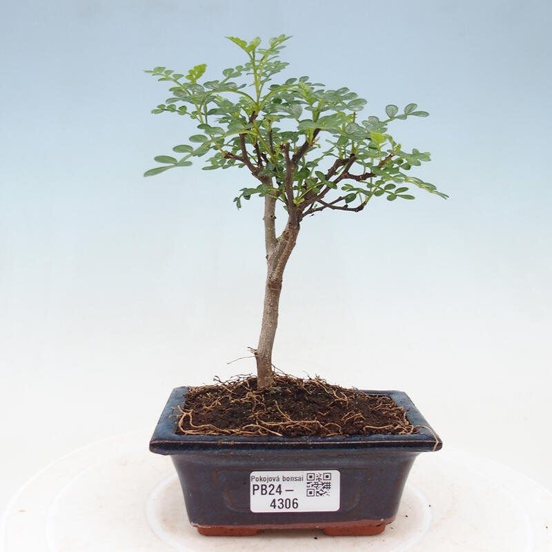 Kryty bonsai - Zantoxylum piperitum - Drzewo pieprzowe