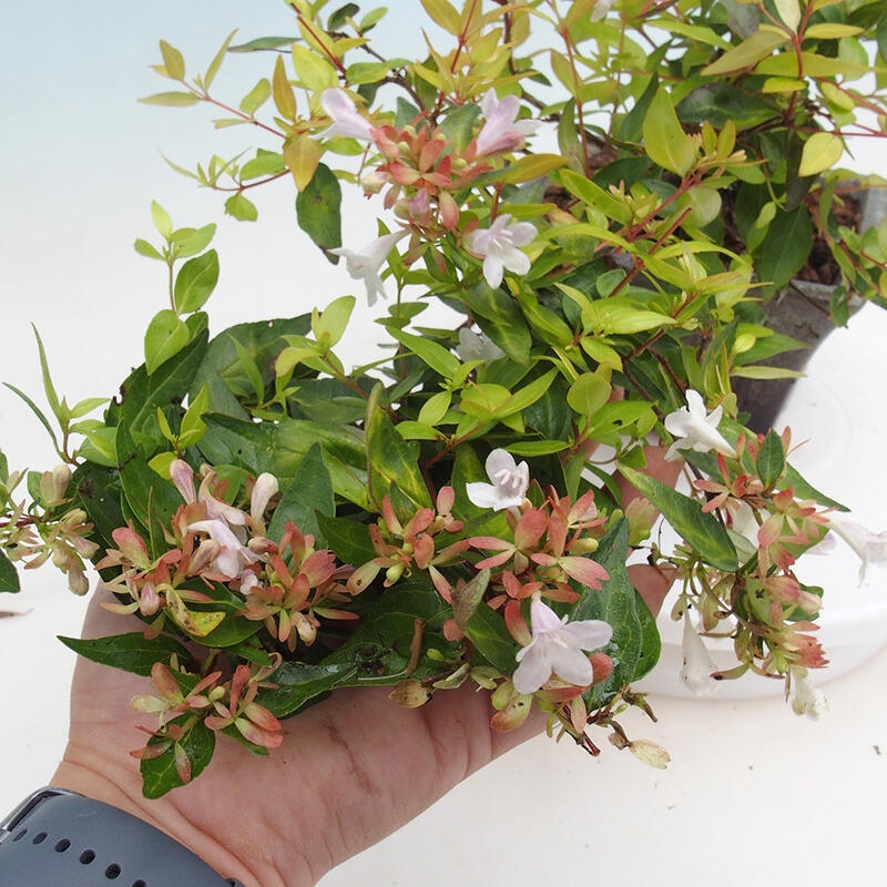 Bonsai zewnętrzne - Abelia Grandiflora 'Francis Mason' - Abelia