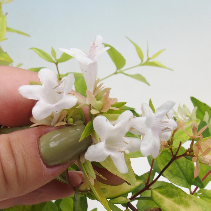 Bonsai zewnętrzne - Abelia Grandiflora 'Francis Mason' - Abelia