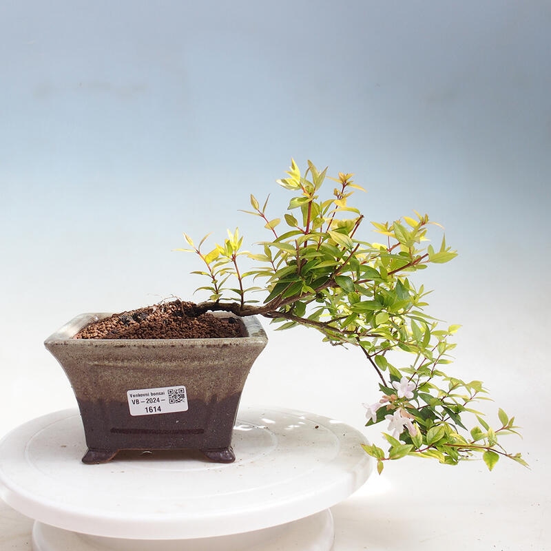 Bonsai zewnętrzne - Abelia Grandiflora 'Francis Mason' - Abelia