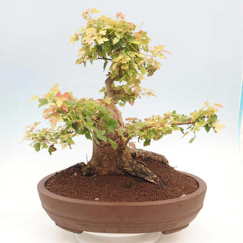 Outdoor bonsai - Maple Buergerianum - Burger Maple