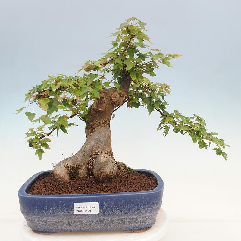 Outdoor bonsai - Maple Buergerianum - Burger Maple