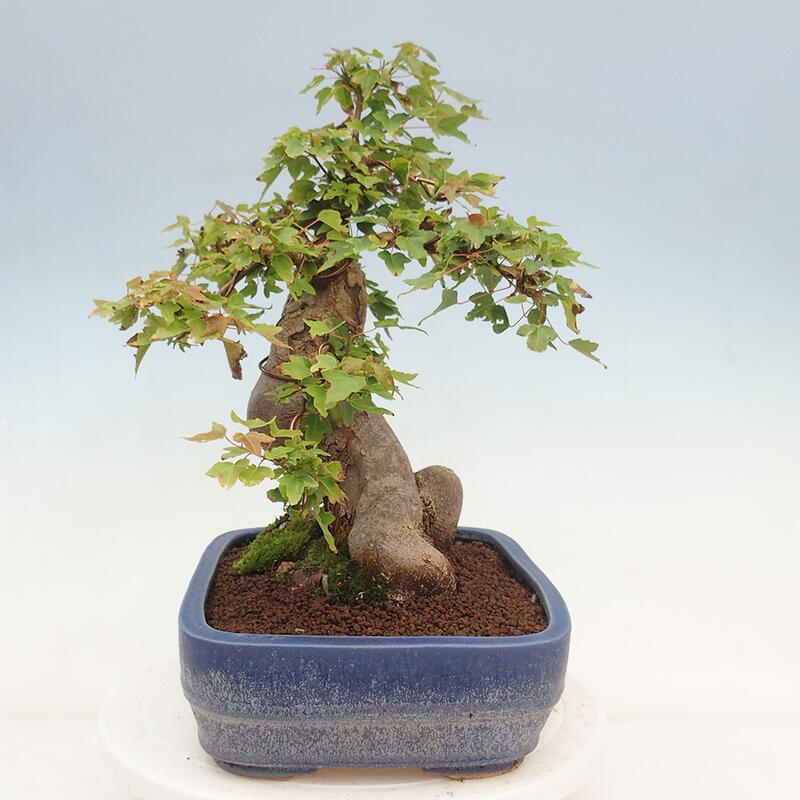 Outdoor bonsai - Maple Buergerianum - Burger Maple